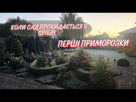 Видео: Первые серьезные заморозки, 21.10.25. Сад проснулся в серебряном изумлении