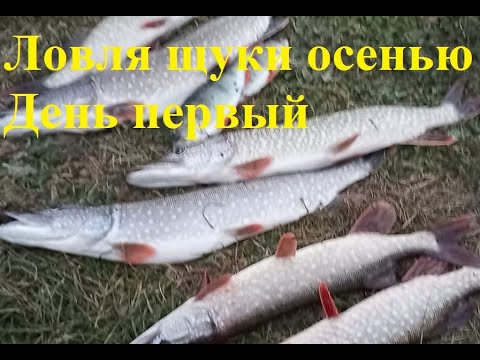 Видео: Ловля осенней щуки на джиг  Первый день
