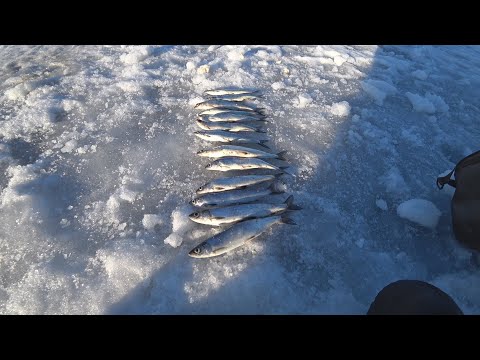 Видео: Рипус! Поклёвки! Увильды! Обновил личный рекорд!!!