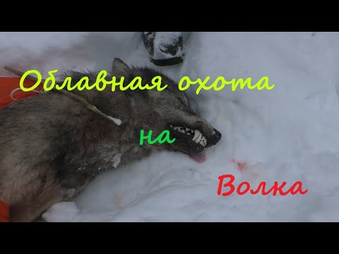 Видео: Охота на Волка
