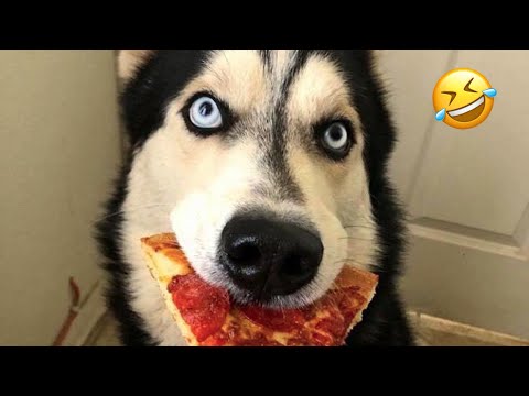 Видео: САМЫЕ СМЕШНЫЕ хаски | Обычные собаки против хаски 🤣 | 10 минут лучших видео