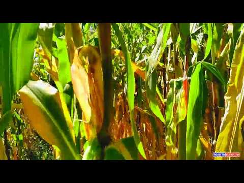 Видео: Ворух бихиштест, ки дар он.... |  Vorukh - Tajikistan