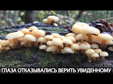 Видео: ❗ ГЛАЗА ОТКАЗЫВАЛИСЬ ВЕРИТЬ УВИДЕННОМУ👉ТРИ ВИДА ОПЯТ 👉ОСЕННИЕ, ЗИМНИЕ И ЛЕТНИЕ. Грибы в Октябре 2024