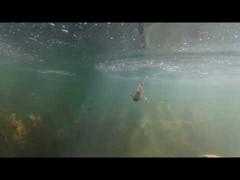 Видео: Есенен риболов