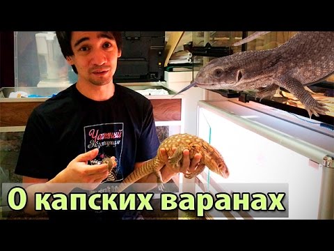 Видео: Капский варан