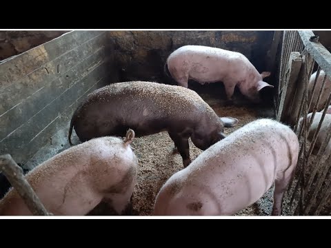 Видео: 🆘РІЗЬКЕ ПАДІННЯ ЦІН НА ЖИВУ ВАГУ СВИНЕЙ🐖💵🐷 ЦІНИ НА ЗЕРНОВУ ГРУПУ💵⁉️