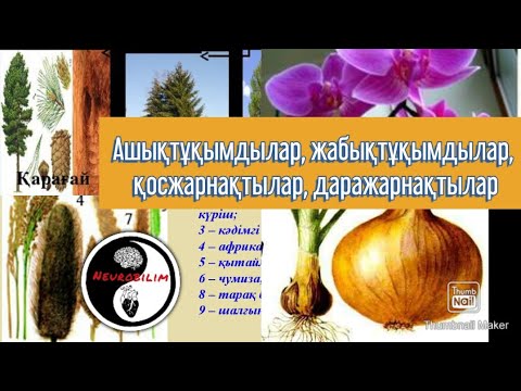 Видео: Ашық тұқымды, Жабық тұқымды өсімдіктер