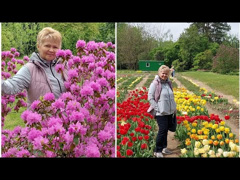 Видео: Минск.Ботанический сад.Тюльпаны-🌷🌷🌷такие знакомые и удивительные,и много другой красоты!
