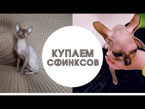 Видео: Купаем кошек сфинксов / Как они реагируют на купание