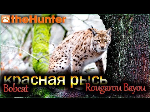 Видео: ♢ theHunter Classic ♢ КРАСНАЯ РЫСЬ (Bobcat) ♢ Охота в Rougarou Bayou ♢