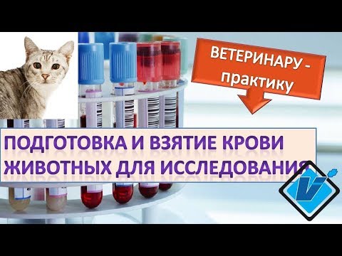 Видео: Подготовка и взятие крови у животных для лабораторных исследований.