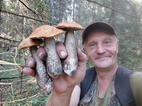 Видео: Грибник нашёл поляны подосиновиков и был очень рад! Тихая охота 2024 года продолжается!