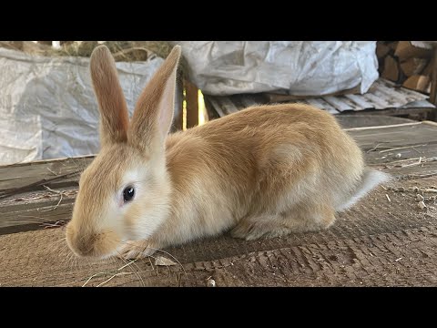 Видео: Симке завтра рожать✨🐰обзор всех кроликов😍🐇