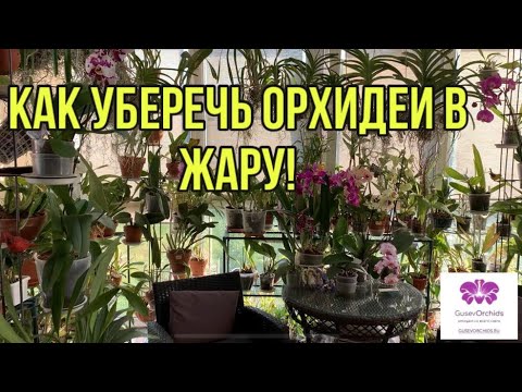 Видео: Как уберечь ОРХИДЕИ В ЖАРУ!