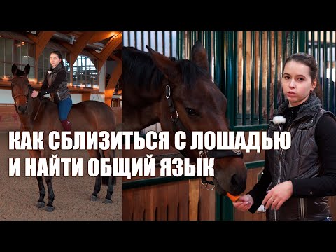 Видео: Как сблизиться с лошадью и найти общий язык. Язык лошадей