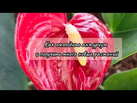 Видео: Как омолодить антуриум и получить много новых растений.