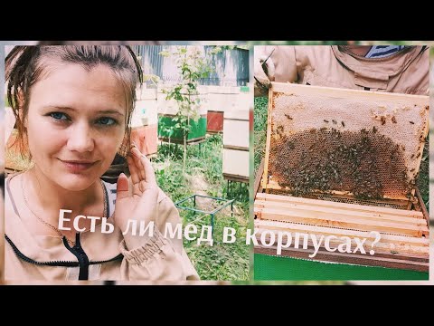 Видео: Есть ли мед в корпусах?
