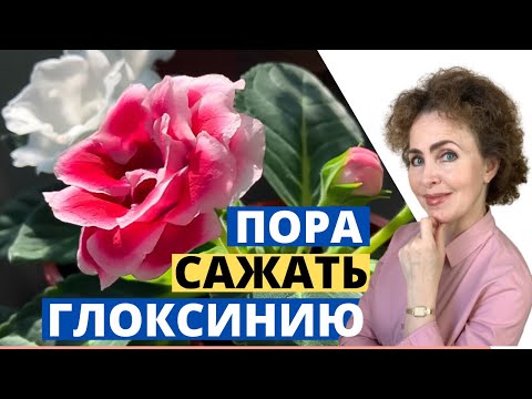 Видео: ГЛОКСИНИЯ из семян это легко и просто