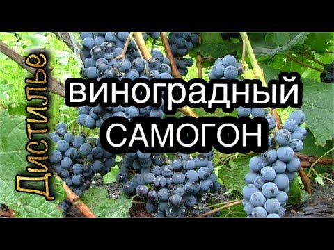 Видео: Виноградный самогон