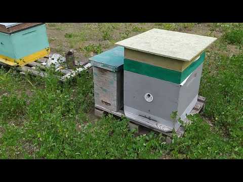 Видео: Проверка ловушки, ловля роев 2020, пчелы, пересадка пчел, поиск матки, рои из леса,объединение семей