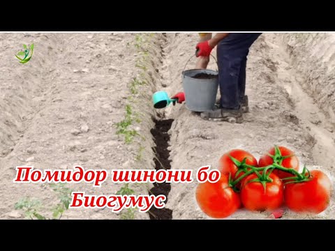 Видео: Тарзи шинондани помидор бо Биогумус ва саволу чавобхо оиди Фуруши кирмак