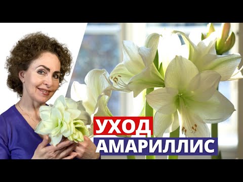 Видео: АМАРИЛЛИС Посадка и Уход