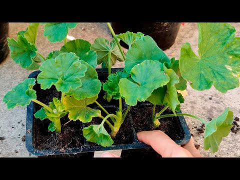 Видео: ЧЕРЕНКУЙТЕ КРУГЛЫЙ ГОД ПЕЛАРГОНИИ!!! ПРОСТОЙ СПОСОБ ЧЕРЕНКОВАНИЯ ГЕРАНЕЙ