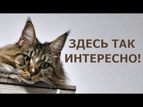 Видео: Кошка Анфиса проводит экскурсию по моему кабинету