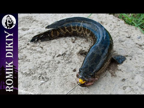 Видео: Рыбалка на змееголова. Река Топар. Закрыл летний сезон.