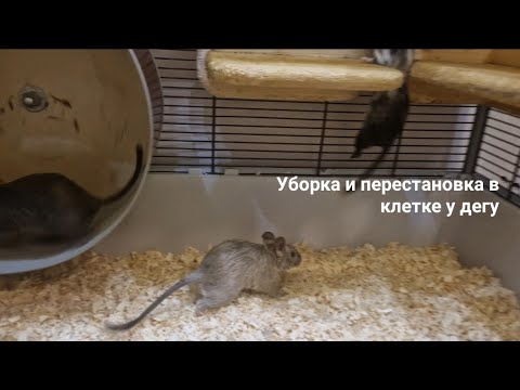 Видео: Уборка, перестановка и обновки в клетке у дегу.