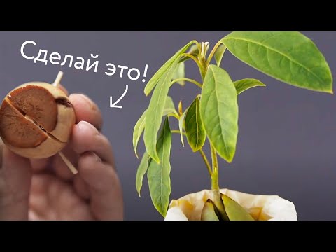 Видео: Как вырастить авокадо из косточки — самый эффективный способ!