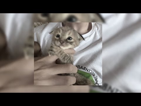 Видео: Рандом треки из ТТ || 2025 🎧