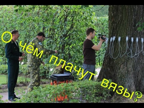 Видео: Алена ♥ лес • выпуск #20 // ВЯЗЫ