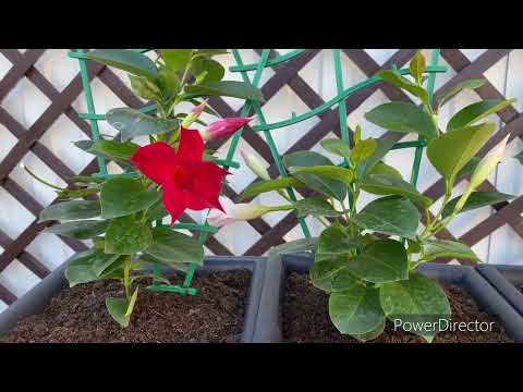 Видео: Как заставить обильно цвести диплоидению