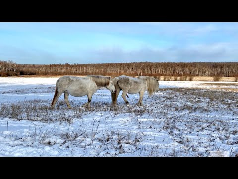 Видео: Почему Саха (Якутия) - край лошадей