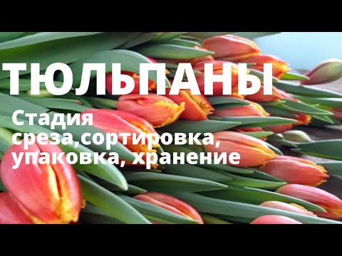 Видео: Тюльпаны.Уборка,упаковка,хранение