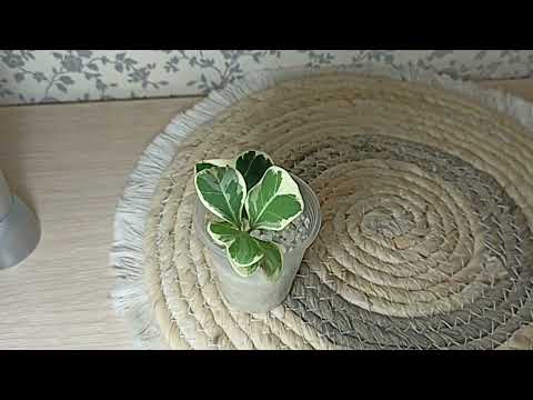 Видео: Излишки Почтой 