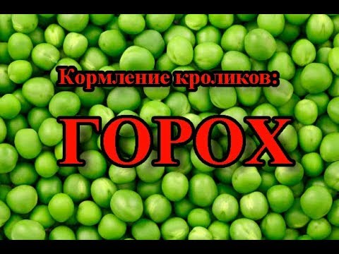 Видео: Кормление кроликов: ГОРОХ