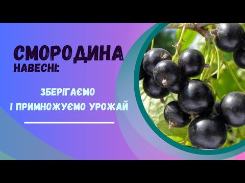 Видео: Чим підживити та як захистити смородину навесні. Стратегія максимального урожаю.