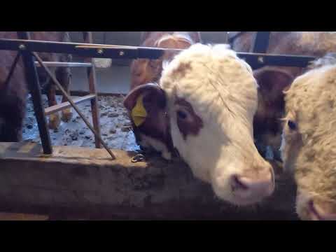 Видео: самые оптимальные размеры сарая для откорма бычков. Кормушка 2в1