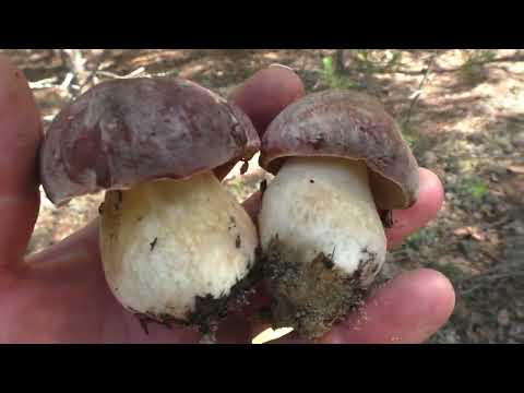 Видео: СЕМЕЙНЫЙ ПОХОД ПО ГРИБЫ! ТАТЬЯНА СЕГОДНЯ ОТЛИЧИЛАСЬ! Белые грибы, БОРОВИКИ! mushrooms and forest