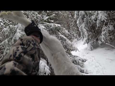 Видео: Охота с Русскими гончими на зайца 11 декабря 2024