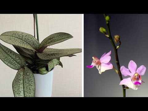 Видео: Чудо ОРХИДЕЯ | Обзор | Doritis Buyssoniana var. Marmorata
