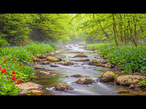 Видео: Нежная лечебная музыка 🌿 Восстанавливает нервную систему - успокаивает сердце и душу