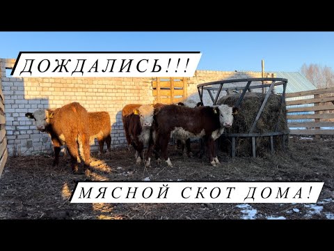 Видео: Привезли 20 Герефордов! Отбор животных, экстремальная разгрузка и новоселье!