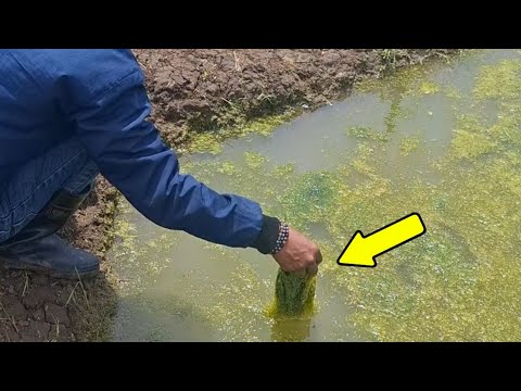 Видео: Рыболовная приманка Moss Foam 2025