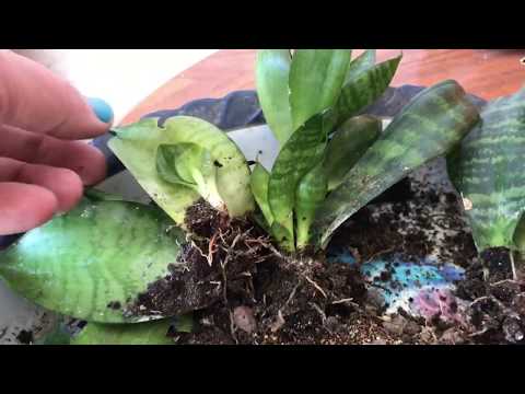 Видео: Укоренение мяты с магазина. Сансевиерия Ханни из листа. Итог эксперимента.