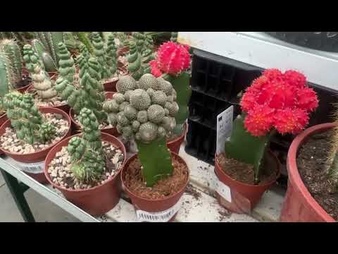 Видео: Забежала на 5 минут в Садовый центр 💚🌵