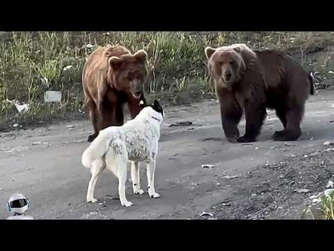 Видео: Вы Должны Это Увидеть! Битвы Животных, Снятые на Камеру
