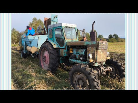 Видео: Картопля 🥔 2025 рік. Т-40АМ 